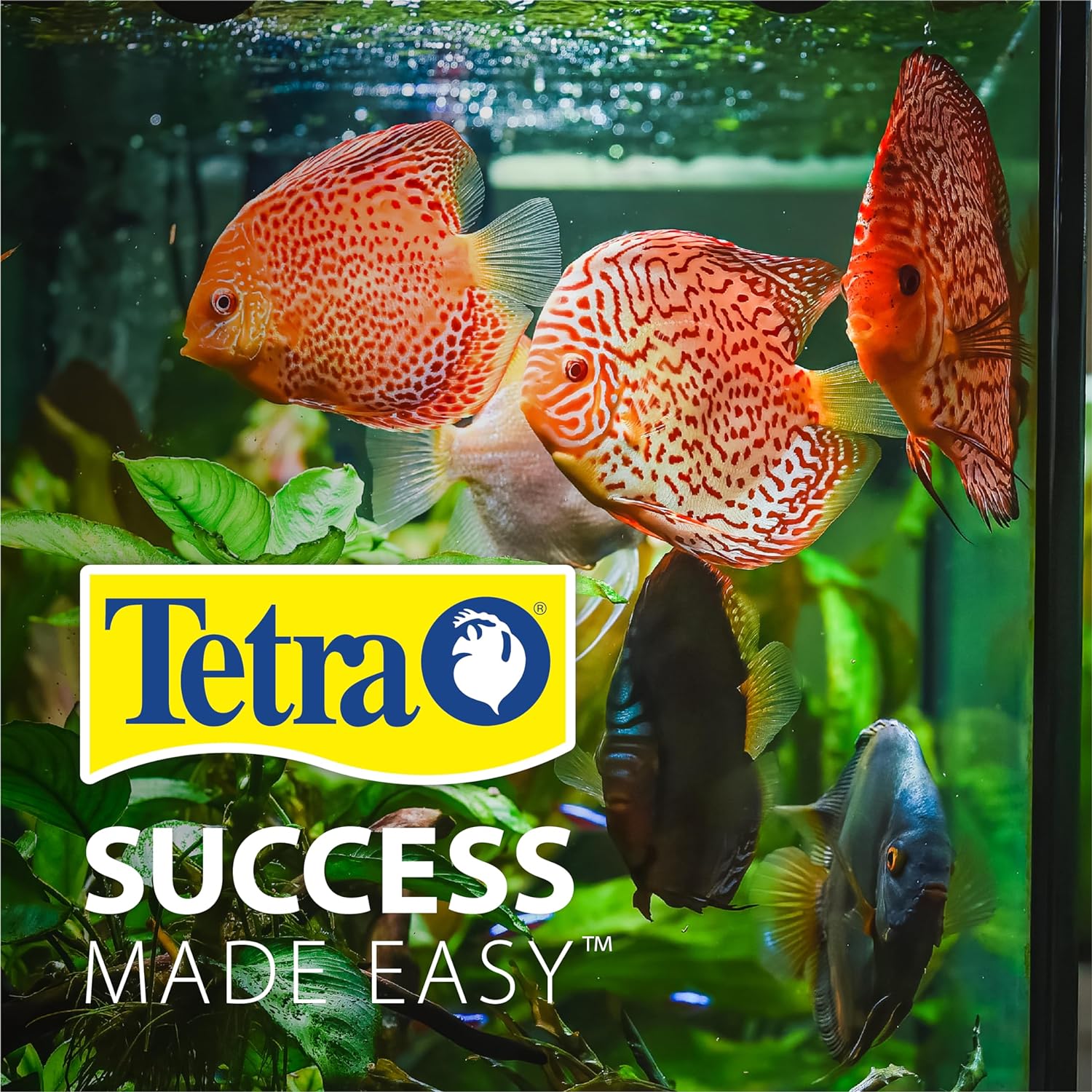 Comparing 3 Aquarium Kits: Tetra, Hygger, and 1.2Gallon Betta