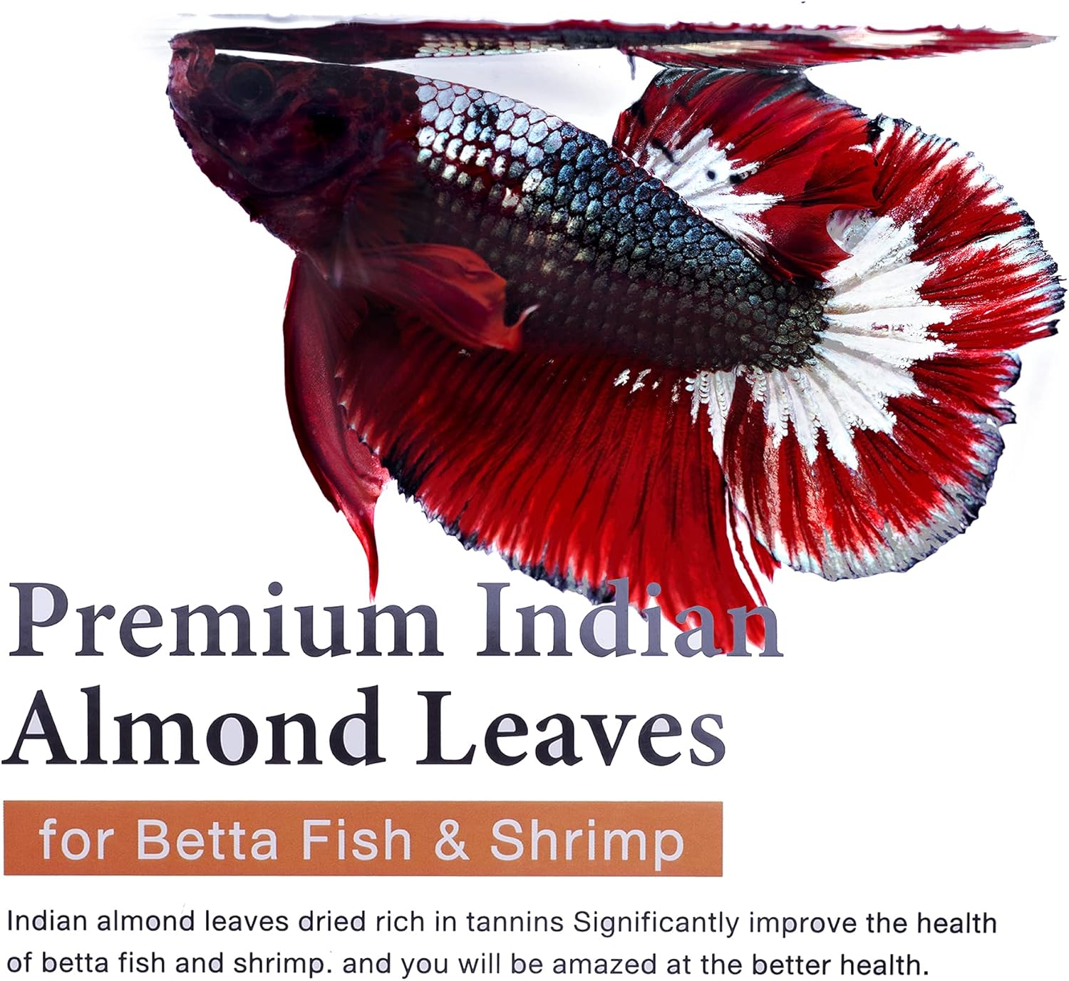 Premium Indian Almond Leaves – Water Conditioner, Benefits with Fish Fin Color Enhancement, Effective Breeding of Betta Fish  Shrimp, 8-10 Inches, 50g (20+ Leaves/Pack)