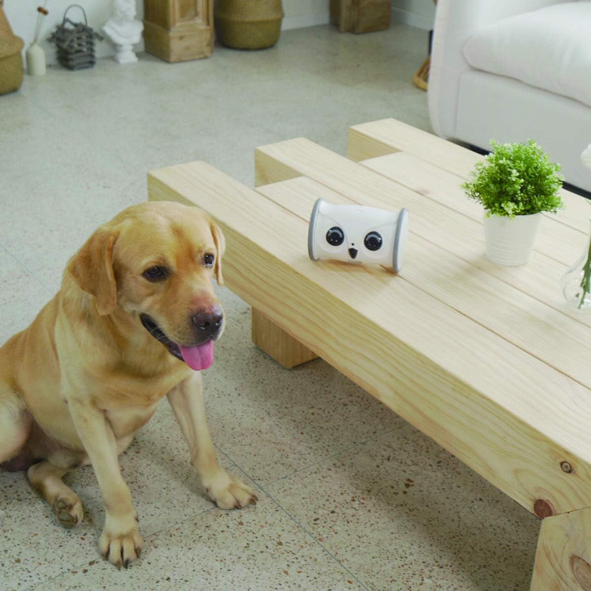 SKYMEE Owl Robot,Pet Camera Treat Dispenser Interactive Toy for Dogs Cats with Remote Phone App Control (Only 2.4G WiFi)