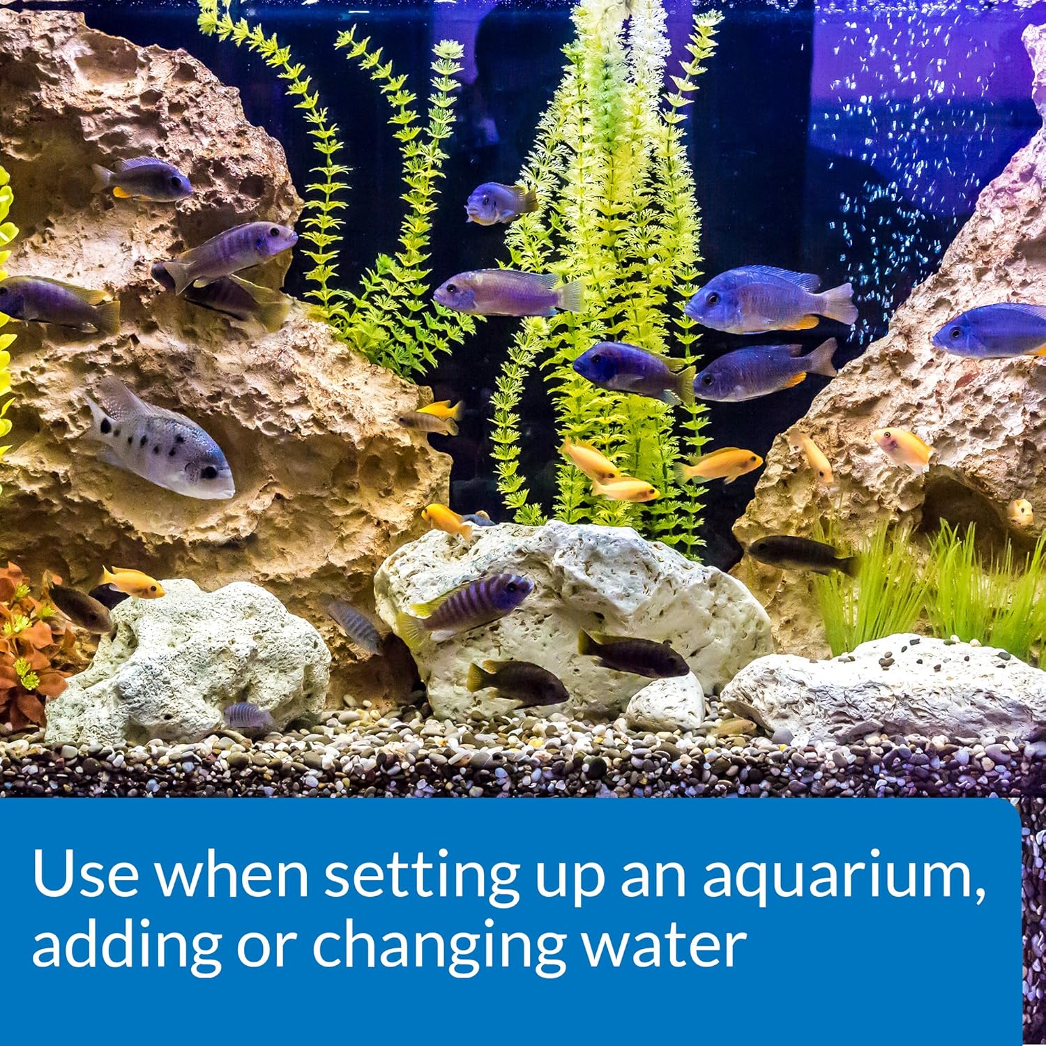 Aquarium Essentials: Comparing Bacteria, Plankton, and Salt Mix