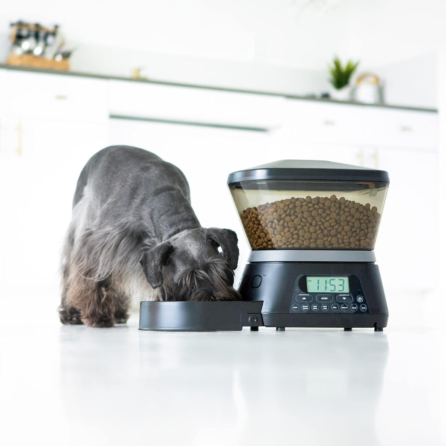 Comparing Top Automatic Pet Feeders: Choices for Your Pets